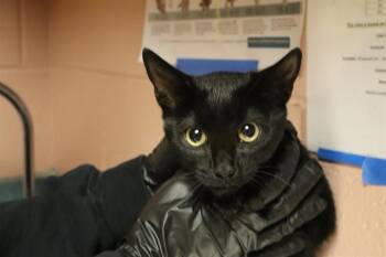 Rescue Domestic Short Hair Cats for Adoption in Columbia, South Carolina - OZZY | PetCurious