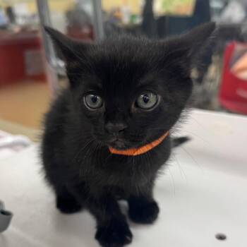 Domestic Short Hair Cats Available for Adoption in West Palm Beach, Florida - Albert | PetCurious