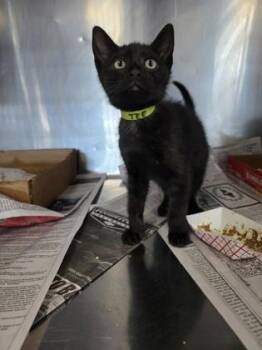 Tee -  Domestic Short Hair Cat Available for Adoption in Sevierville, Tennessee - Tee | PetCurious
