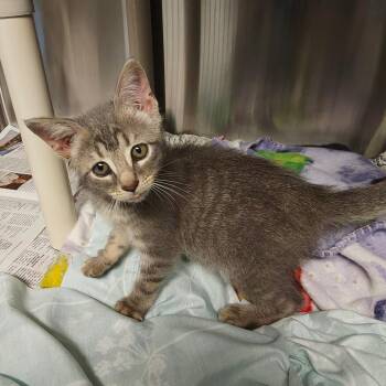 Seraphina -  Domestic Short Hair Cat for Adoption in Hendersonville, North Carolina - Seraphina | PetCurious