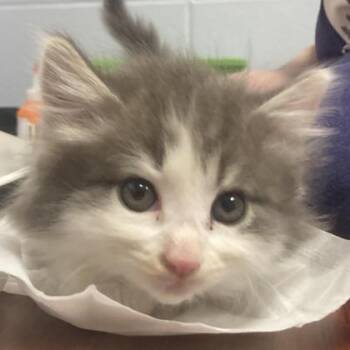 Domestic Long Hair and Domestic Short Hair Cats Available for Adoption in Cincinnati, Ohio - Shoelace | PetCurious