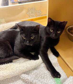 Domestic Short Hair Cats Available for Adoption in Springfield, Pennsylvania - Darjeeling | PetCurious