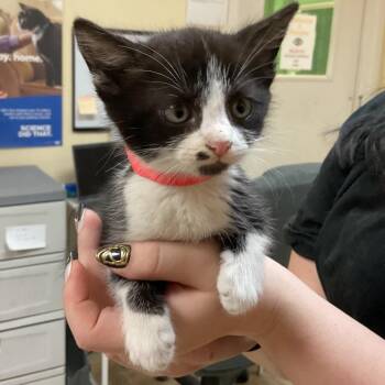 Domestic Short Hair Cats Available for Adoption in Monroe, Louisiana - Sasha | PetCurious