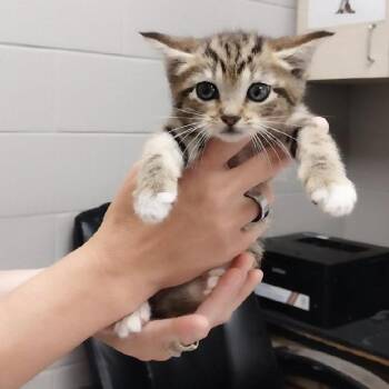 American Shorthair Cats Available for Adoption in Lufkin, Texas - Kimi | PetCurious