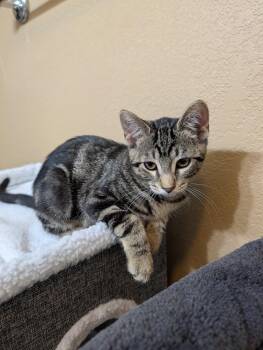 Hazelnut -  Domestic Short Hair and Tabby Cat for Adoption in Westfield, Wisconsin - Hazelnut | PetCurious