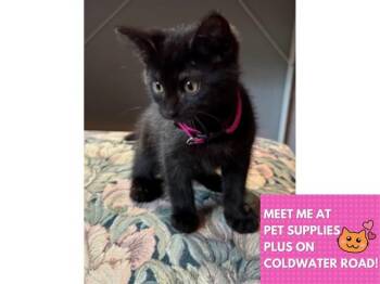 SALEM -  Domestic Short Hair Cat for Adoption in Fort Wayne, Indiana - SALEM | PetCurious