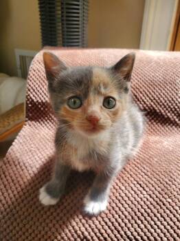 Domestic Short Hair Cats Available for Adoption in Pomona, New York - Coral | PetCurious