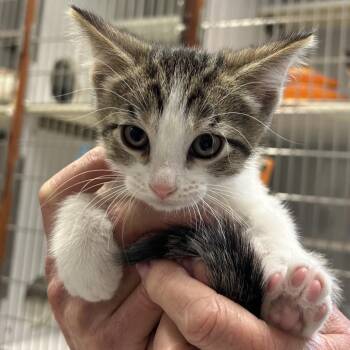 Domestic Short Hair Cats Available for Adoption in Hannibal, Missouri - Atticus | PetCurious