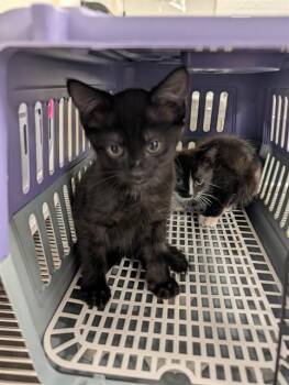 Domestic Short Hair Cats Available for Adoption in Ocala, Florida - THEODORE | PetCurious