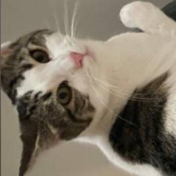 Domestic Short Hair Cats Available for Adoption in Layton, Utah - Low Rider | PetCurious