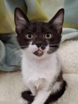 Domestic Short Hair and Tuxedo Cats Available for Adoption in Yorba Linda, California - :::Dana::: | PetCurious
