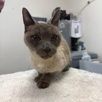 Siamese Cats Available for Adoption in Mcpherson, Kansas - Oliver | PetCurious