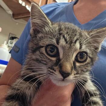 Macey 060408U -  Domestic Short Hair Cat for Adoption in Tupelo, Mississippi - Macey 060408U | PetCurious