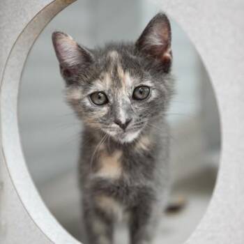 Domestic Short Hair Cats Available for Adoption in Atlanta, Georgia - Azalea | PetCurious