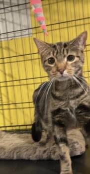 Sable -  Domestic Short Hair Cat for Adoption in Havertown, Pennsylvania - Sable | PetCurious