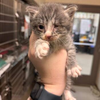 Casino -  Domestic Short Hair Cat for Adoption in Lynchburg, Virginia - Casino | PetCurious
