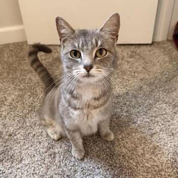 Sprite -  Domestic Short Hair Cat for Adoption in Huntsville, Alabama - Sprite | PetCurious