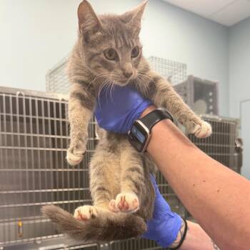 MJ -  Domestic Short Hair Cat for Adoption in Greensboro, North Carolina - MJ | PetCurious