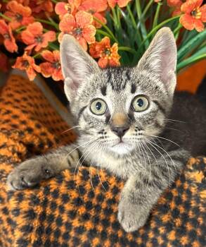 5/1/26 Sloan -  Domestic Short Hair Cat for Adoption in Stillwater, Oklahoma - 5/1/26 Sloan | PetCurious
