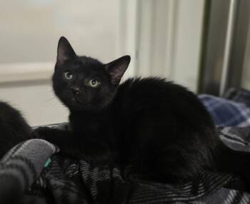 Sir Pounce a Lot -  Domestic Short Hair Cat for Adoption in Dickson, Tennessee - Sir Pounce A Lot | PetCurious