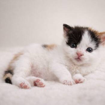 Calico Cats Available for Adoption - Basil | PetCurious