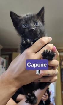 Capone -  Domestic Short Hair Cat for Adoption in East Greenville, Pennsylvania - Capone | PetCurious