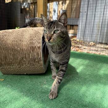 Domestic Short Hair and Tabby Cats Available for Adoption - Rico Suave | PetCurious