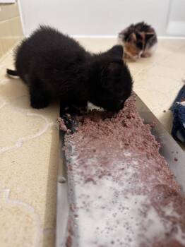 Hen -  Domestic Short Hair Cat for Adoption in Greensboro, North Carolina - Hen | PetCurious