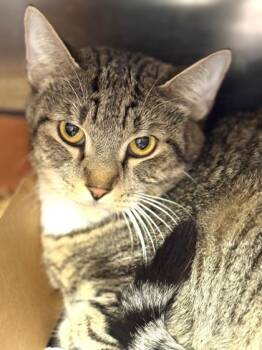 Rescue Domestic Short Hair Cats for Adoption in West Chester, Pennsylvania - Kitzy | PetCurious