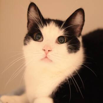 Tuxedo Bebop -  Domestic Short Hair and Mixed Breed Cat for Adoption in Philadelphia, Pennsylvania - Tuxedo Bebop | PetCurious