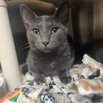Ignacio -  Domestic Short Hair Cat for Adoption - Ignacio | PetCurious