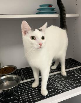 Jack -  Domestic Short Hair and Tabby Cat for Adoption in Dublin, Ohio - Jack | PetCurious