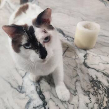 Domestic Short Hair Cats Available for Adoption in Jupiter, Florida - Vincent | PetCurious