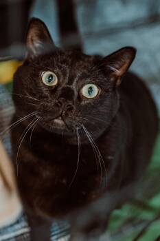Rescue Bombay Cats for Adoption in Le Mars, Iowa - Vincent Price | PetCurious