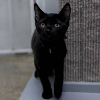 Jefferson -  Domestic Short Hair Cat for Adoption in Los Angeles, California - Jefferson | PetCurious