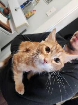 BUDDY -  Domestic Medium Hair Cat for Adoption in San Antonio, Texas - BUDDY | PetCurious