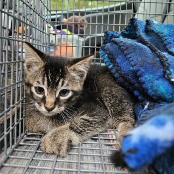 Lion -  Domestic Short Hair Cat for Adoption in Lake Jackson, Texas - Lion | PetCurious