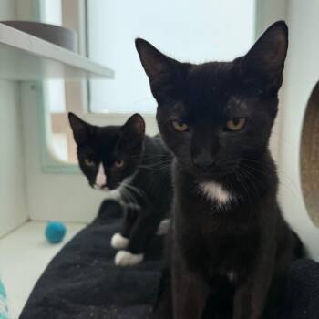 Cosmo -  Domestic Short Hair Cat for Adoption in Branford, Connecticut - Cosmo | PetCurious