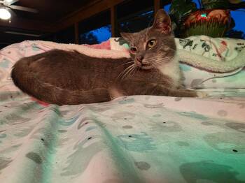 Rescue Domestic Short Hair Cats for Adoption in St. Petersburg, Florida - Princess | PetCurious