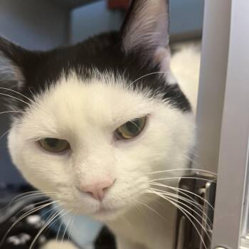 Polar Bear -  Domestic Short Hair Cat for Adoption in Cedar Rapids, Iowa - Polar Bear | PetCurious