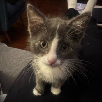 Diesel -  Domestic Short Hair Cat for Adoption in Los Angeles, California - Diesel | PetCurious