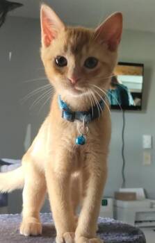 Domestic Short Hair Cats Available for Adoption in Westminster, Maryland - JAXON | PetCurious