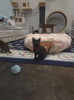 Schtonk -  Domestic Short Hair Cat for Adoption in Shepherdsville, Kentucky - Schtonk | PetCurious