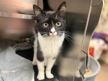 MIMI -  Domestic Short Hair Cat for Adoption in Fort Wayne, Indiana - MIMI | PetCurious