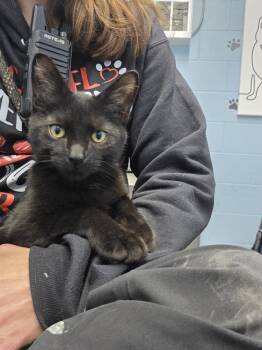 Rescue Domestic Short Hair Cats for Adoption in Evansville, Indiana - Batman | PetCurious