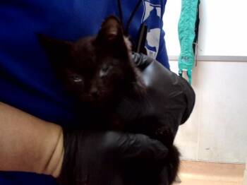 PIPPA -  Domestic Short Hair Cat for Adoption in Martinez, California - PIPPA | PetCurious