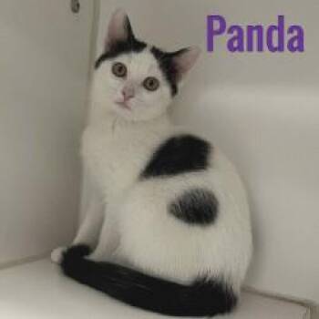 Panda -  Domestic Short Hair Cat for Adoption in Pleasantville, New Jersey - Panda | PetCurious