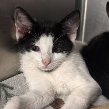 Blanco -  Domestic Short Hair Cat for Adoption in Falls Church, Virginia - Blanco | PetCurious