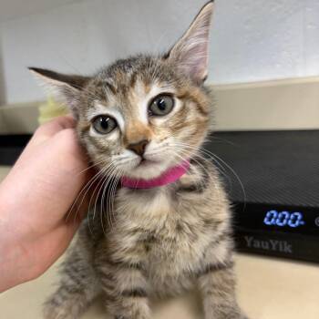 Strawberry -  Domestic Short Hair Cat for Adoption in Ardmore, Oklahoma - Strawberry | PetCurious