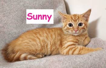 Sunny -  Domestic Short Hair Cat for Adoption in Falls Creek, Pennsylvania - Sunny | PetCurious